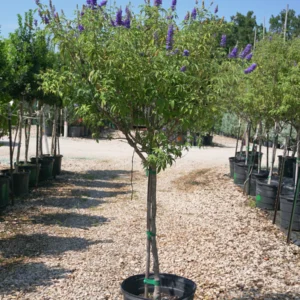 Chaste Tree – Vitex Agnus-Castus