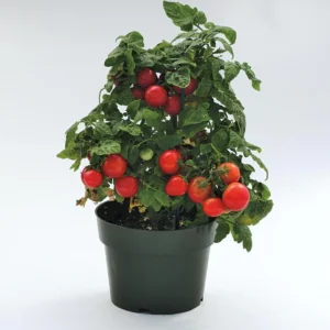 Cherry Tomato