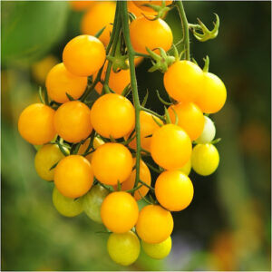 Cherry Tomato Yellow Seeds