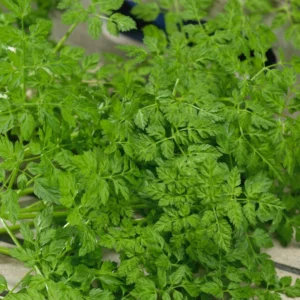Chervil Seeds