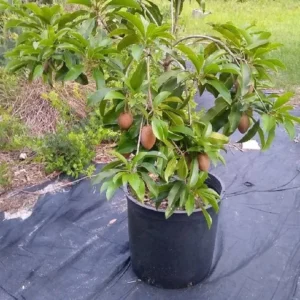 Chickoo – Manilkara Zapota