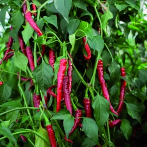 Chilli Hot Pepper Long Seeds