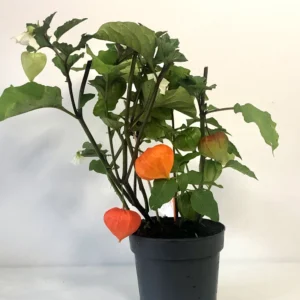 Chinese Lanterns – Physalis Alkekengi
