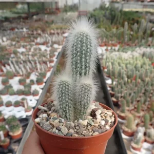 Cleisto cactus