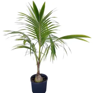 Coconut Tree Thailand – Cocos Nucifera