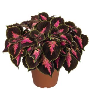 Coleus Mix – Plectranthus Scutellarioides