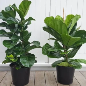 Common Fig – Ficus Carica