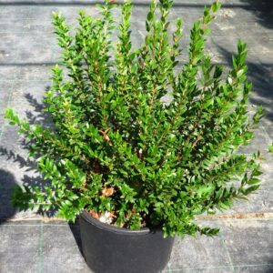 common Myrtle – Myrtus Communis