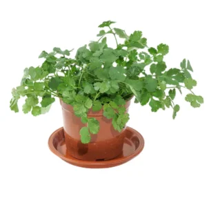 Coriander