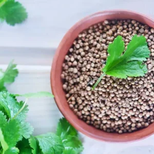 Coriander Seeds –  Cilantro Coriander