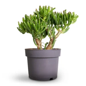 Crassula Ovata