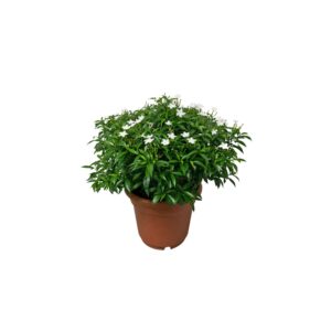 Crepe Jasmine – Tabernaemontana Coronaria