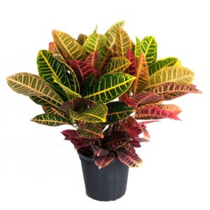 Limestar Croton Indoor – Codiaeum Variegatum