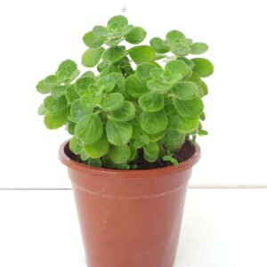 Cuban Oregano – Plectranthus Amboinicus