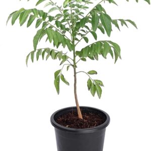 Curry Leaves – Murraya Koenigii