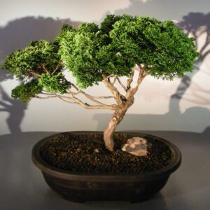 Cypress Bonsai