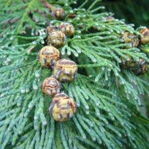 Cypress Thuja Seeds