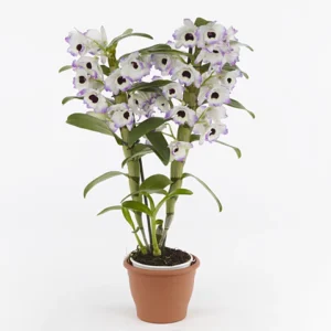 Dendrobium Nobile Starclass White