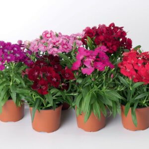 Dianthus Mix – Caryophyllaceae