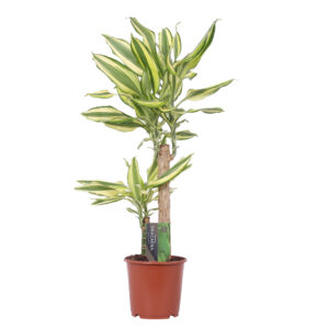 Dracaena Yellow Coast – Cornstalk Dracaena