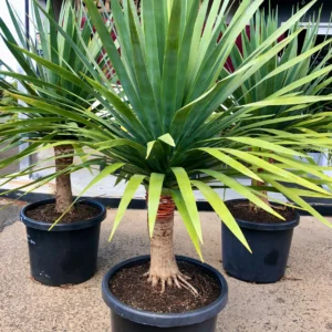Dracaena draco