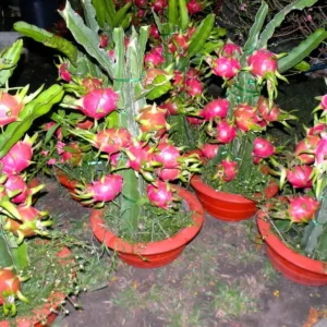 Dragon Fruit – Hylocereus undatus