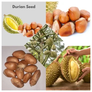 Durian Seeds