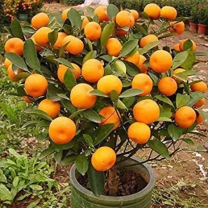 Dwarf Orange Seeds