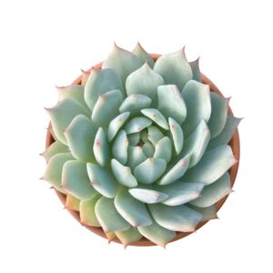 Echeveria Tippy