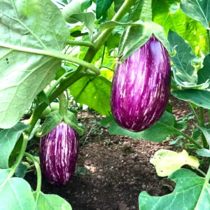 Eggplant Purple Seeds