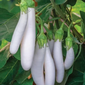 Eggplant White Seeds