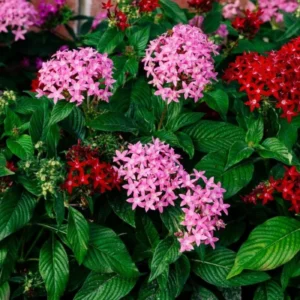 Egyptian Starcluster – Pentas Mix