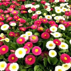 English Daisy Mix Color Seeds