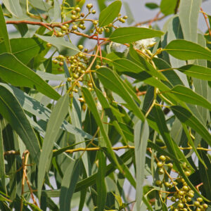 Eucalyptus Seeds