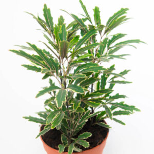 Potted Plerandra – Plerandra