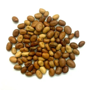 Fava Bean Seeds