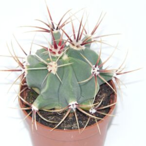 Fero cactus