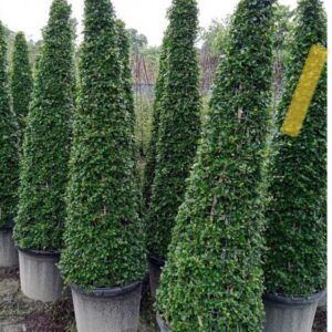 Ficus Panda Cone Shape