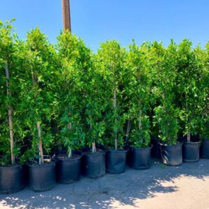Ficus nitida tall