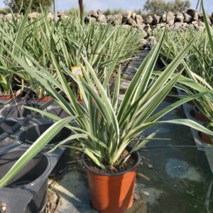 Flax Lily – Dianella Tasmanica