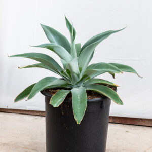 Foxtail Agave – Agave Attenuata