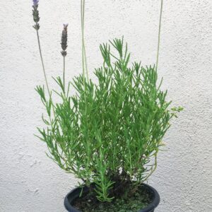 French Lavender – Lavadula Dentata