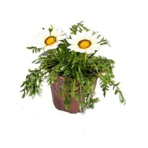 Gazania – Gazania Rigens