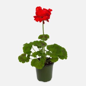 Geranium Outdoor – Pelargonium