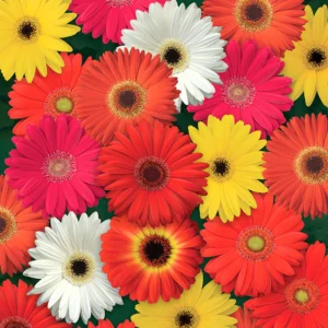 Gerbera Mix color Seeds