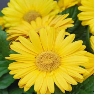 Gerbera Yellow Seeds