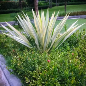 Giant Cabuya – Furcraea Foetida