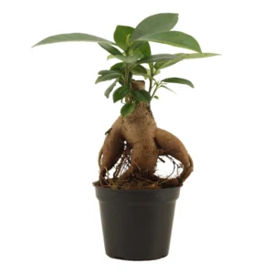 Ginseng Bonsai – Ficus Microcarpa Bonsai