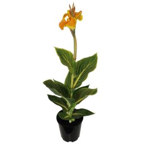 Golden Canna Water Plant – Canna flaccida