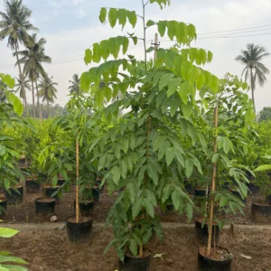 Golden Shower Tree – Cassia Fistula